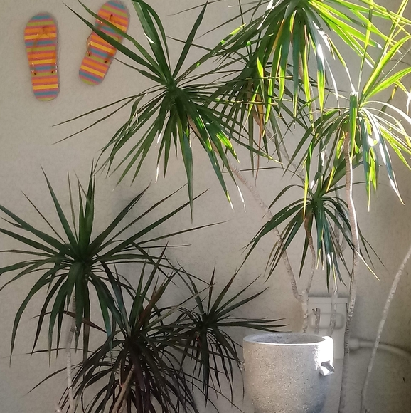 Meet your Posher - Picture 3 of 6